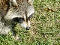 Raccoon # 2