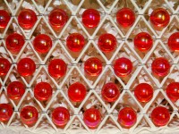 Red Beads And Wire Abstract