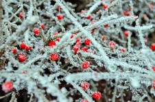 Red Berries And Frost