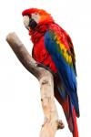 Scarlet Macaw Isolated