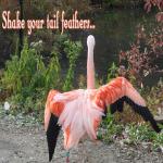Shake Your Tail Feathers