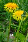 Sow Thistle In A Grass