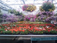 Spring Flowers Greenhouse 16