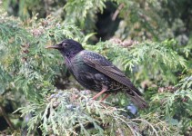 Starling In A Tree