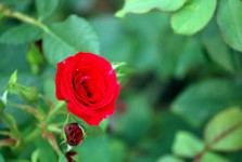 Sweetheart Rose