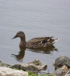 Swimming Female Mallard Duck