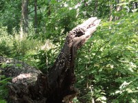 The Alligator Tree