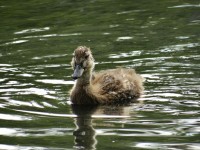 The Fuzzy Little Duckling