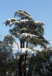 Tree With Snow