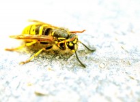 Wasp - Macro