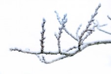 Winter Branch