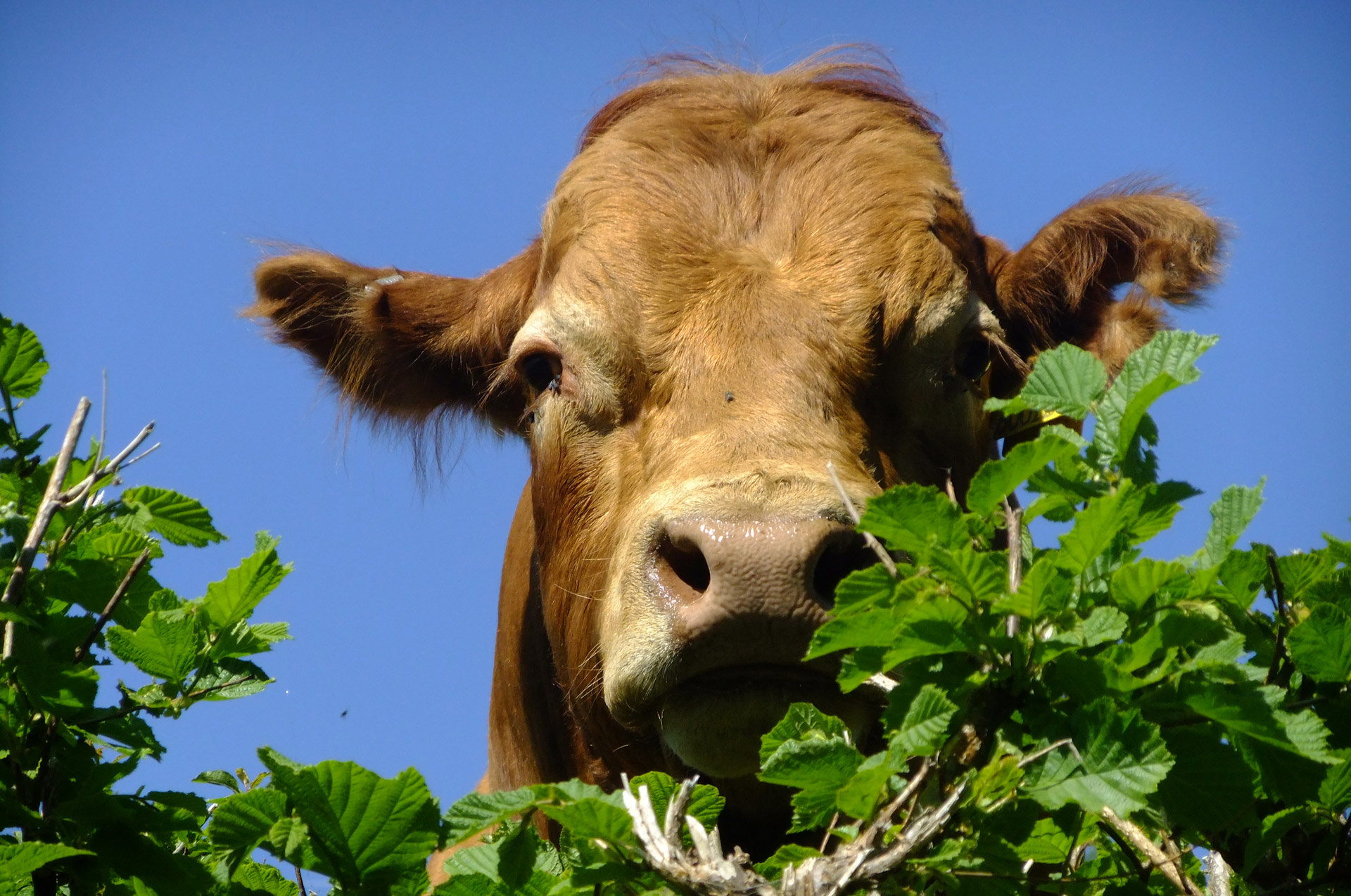A big brown cow is watching us as we walk along a road in Wales
