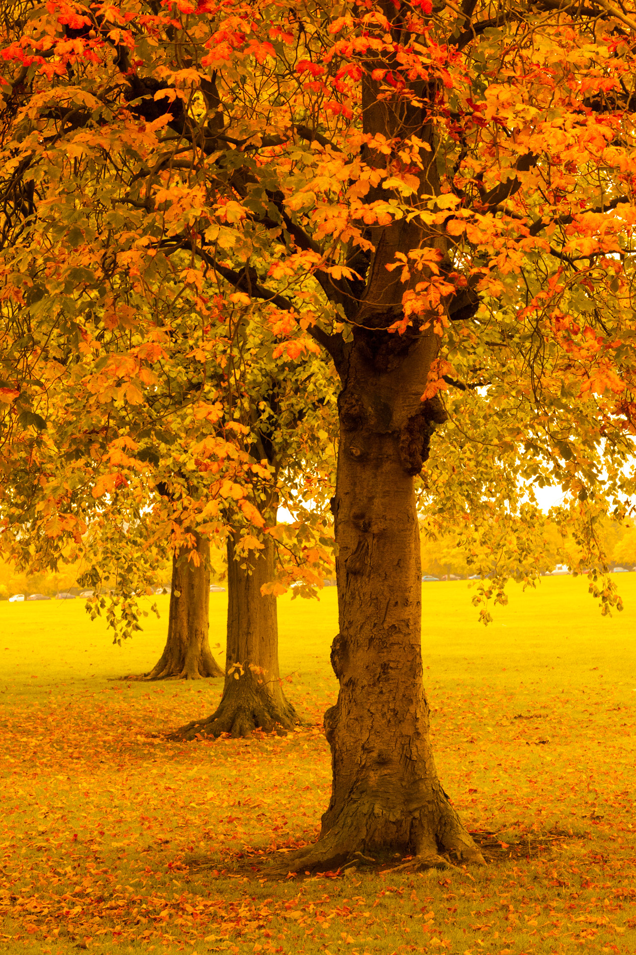 Autumn Trees In Park