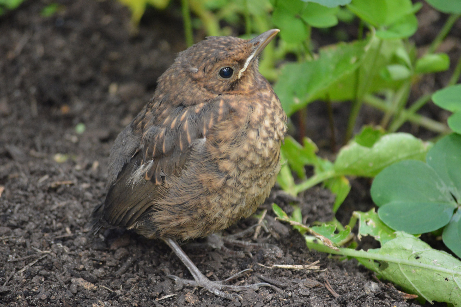 Young bird posing in garden