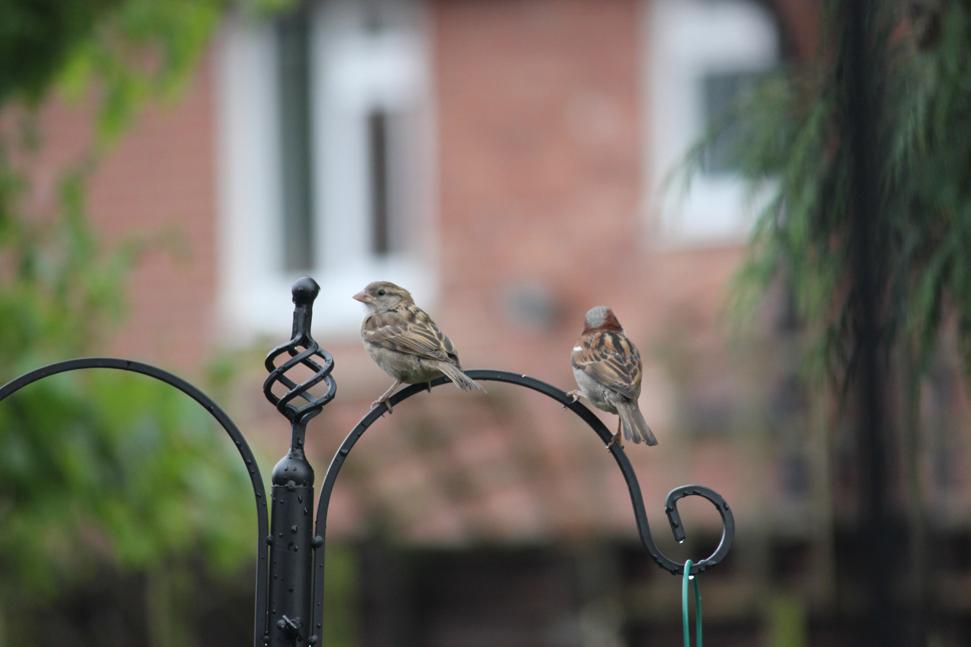 birds resting on top of a bird feeder