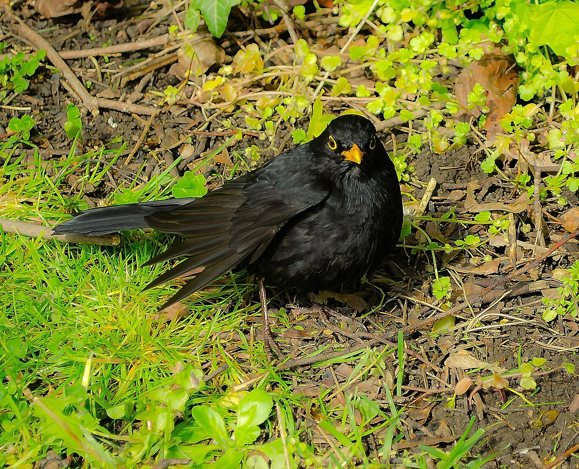 Blackbird - Macro