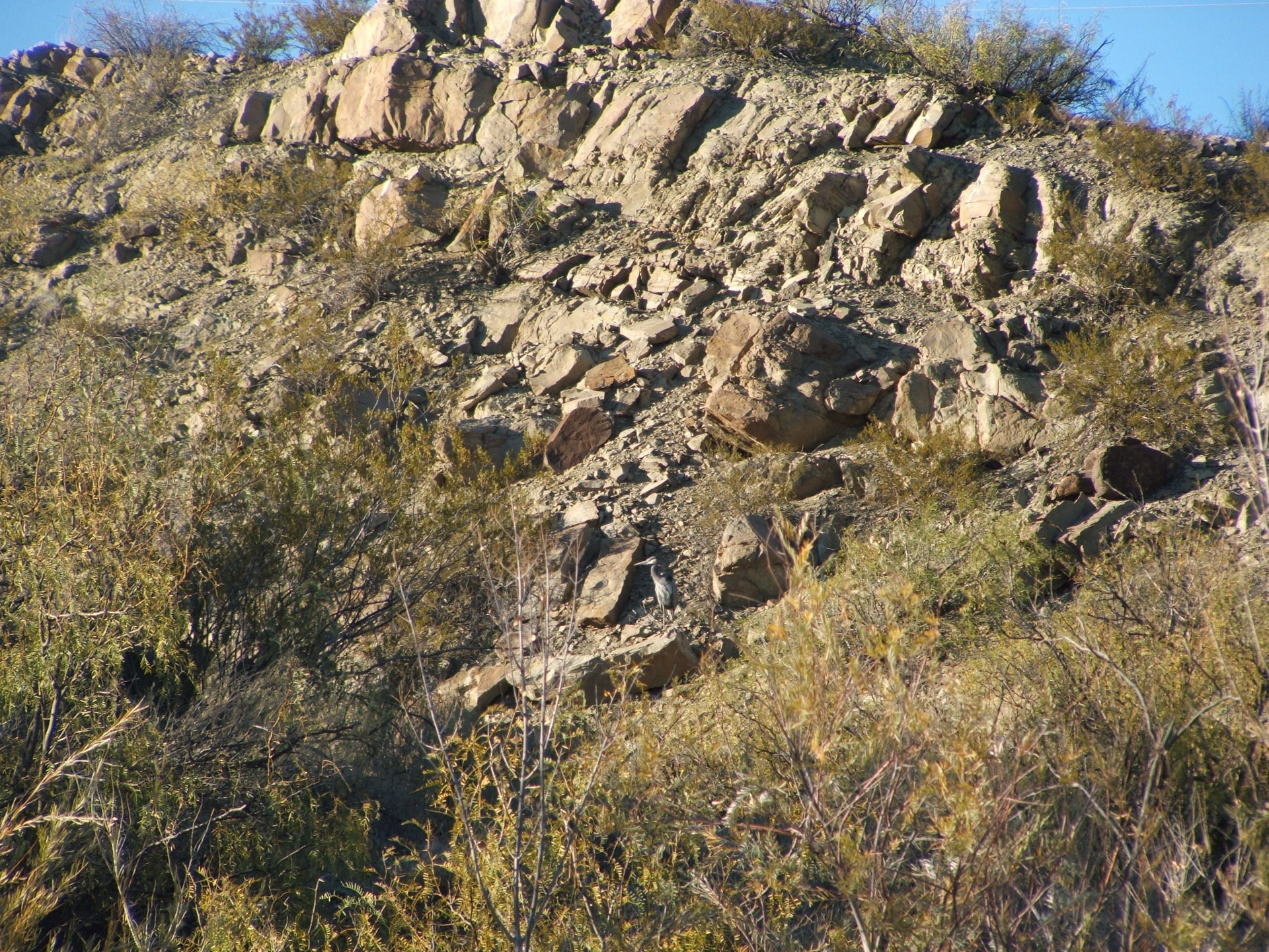 Blue Heron Hiding In Rocks