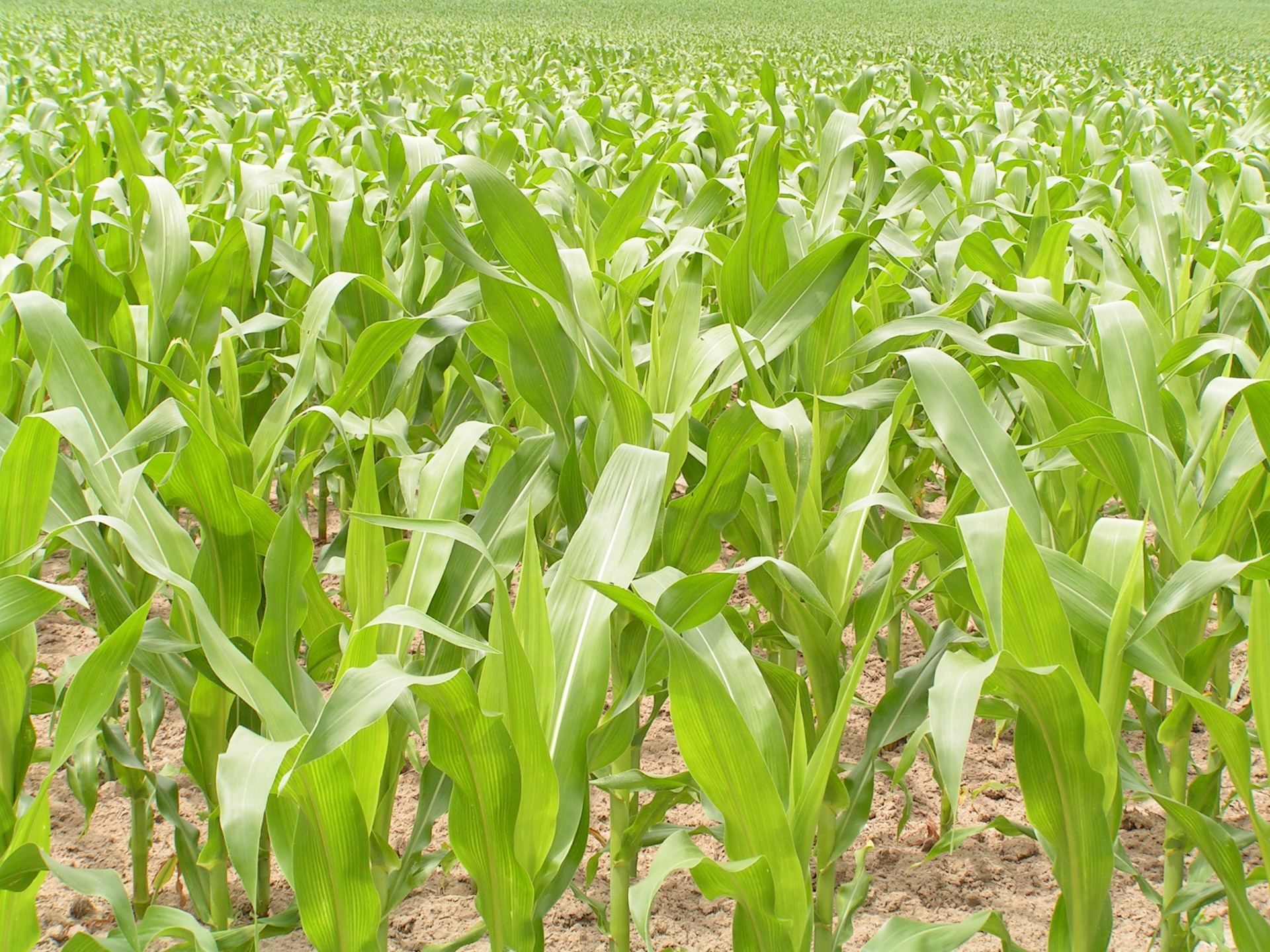 Field of brightly colored green growing corn.