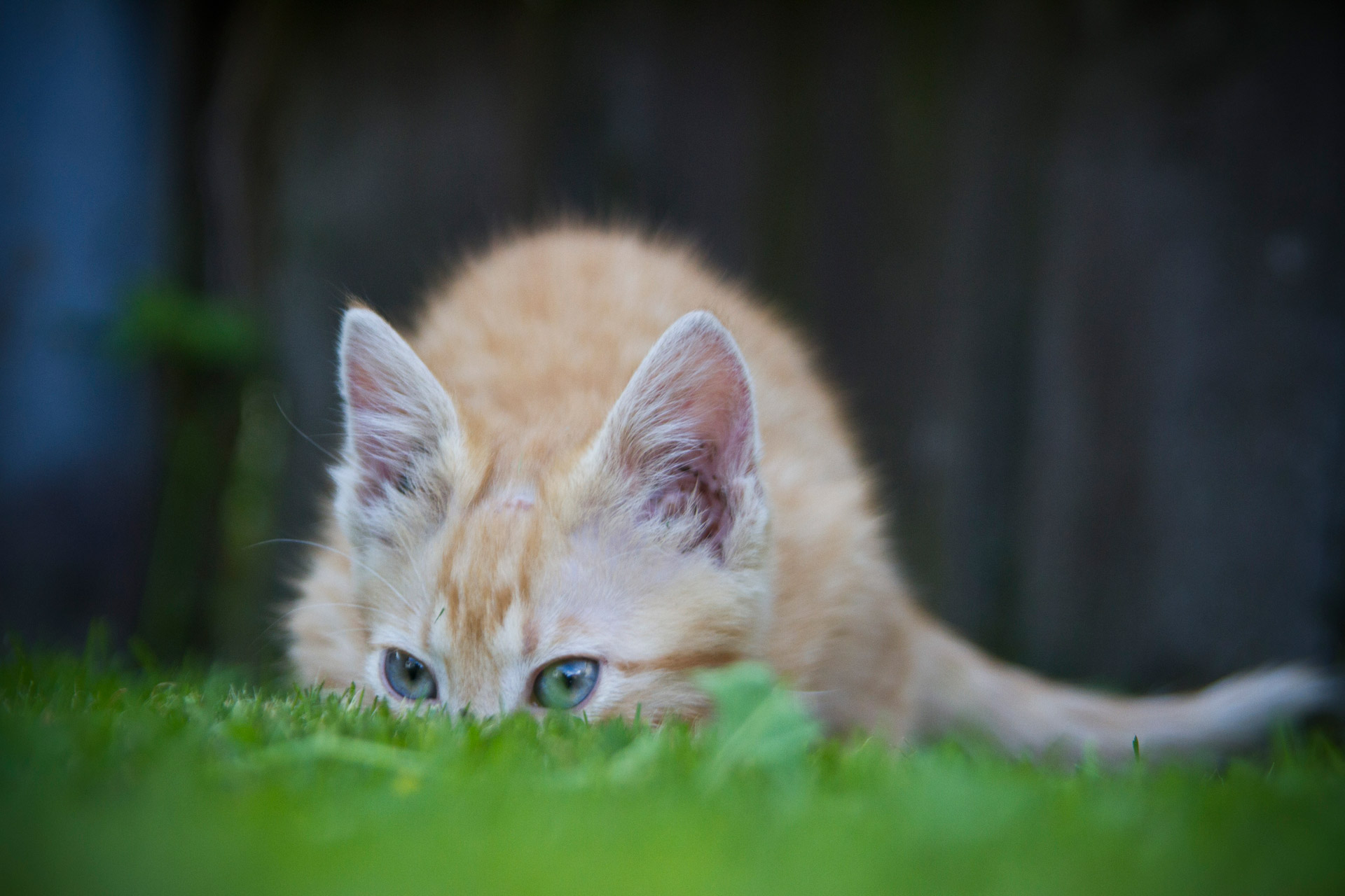 cat hiding in the grass