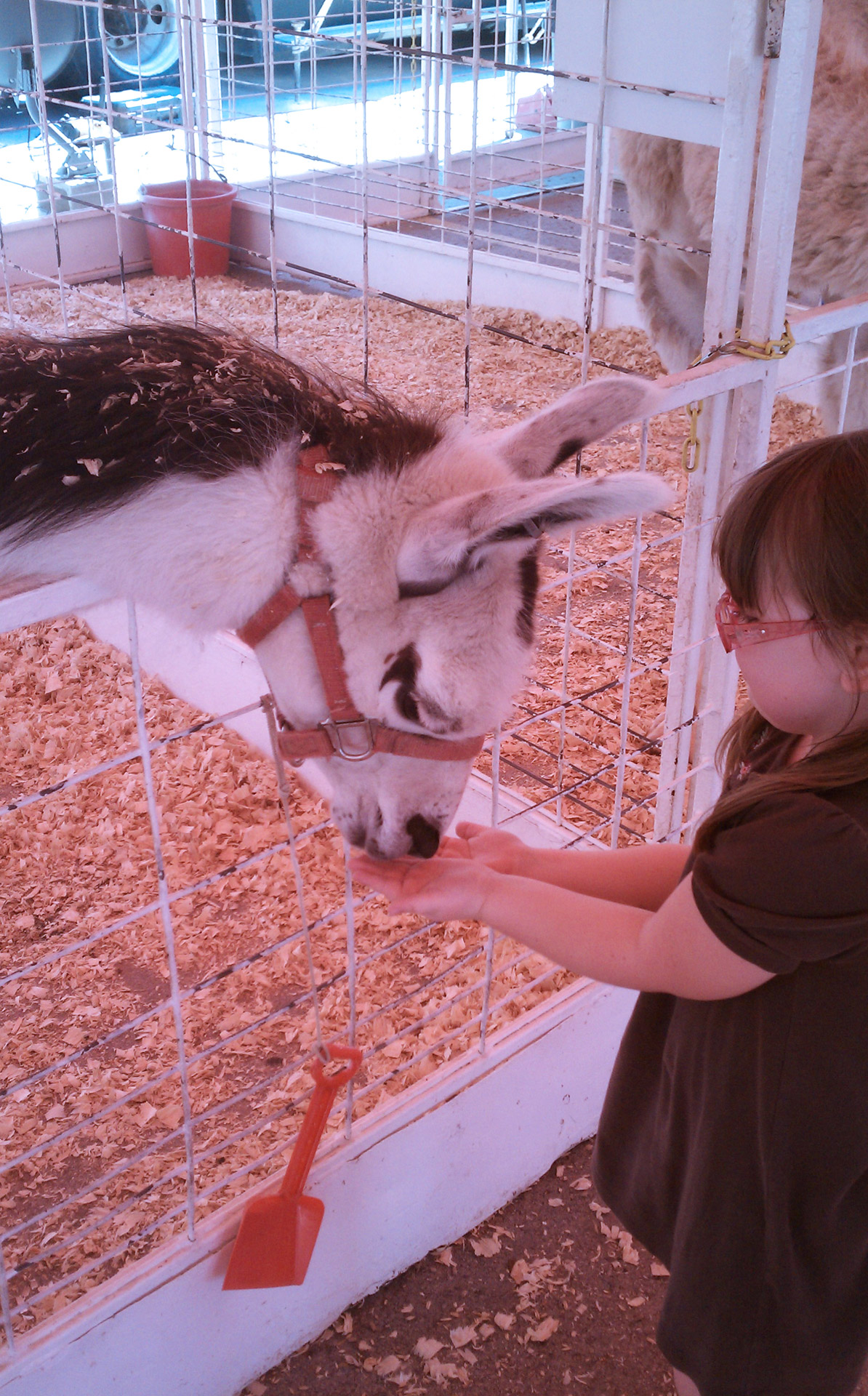 A little girl feeding a llama at a petting zoo.
