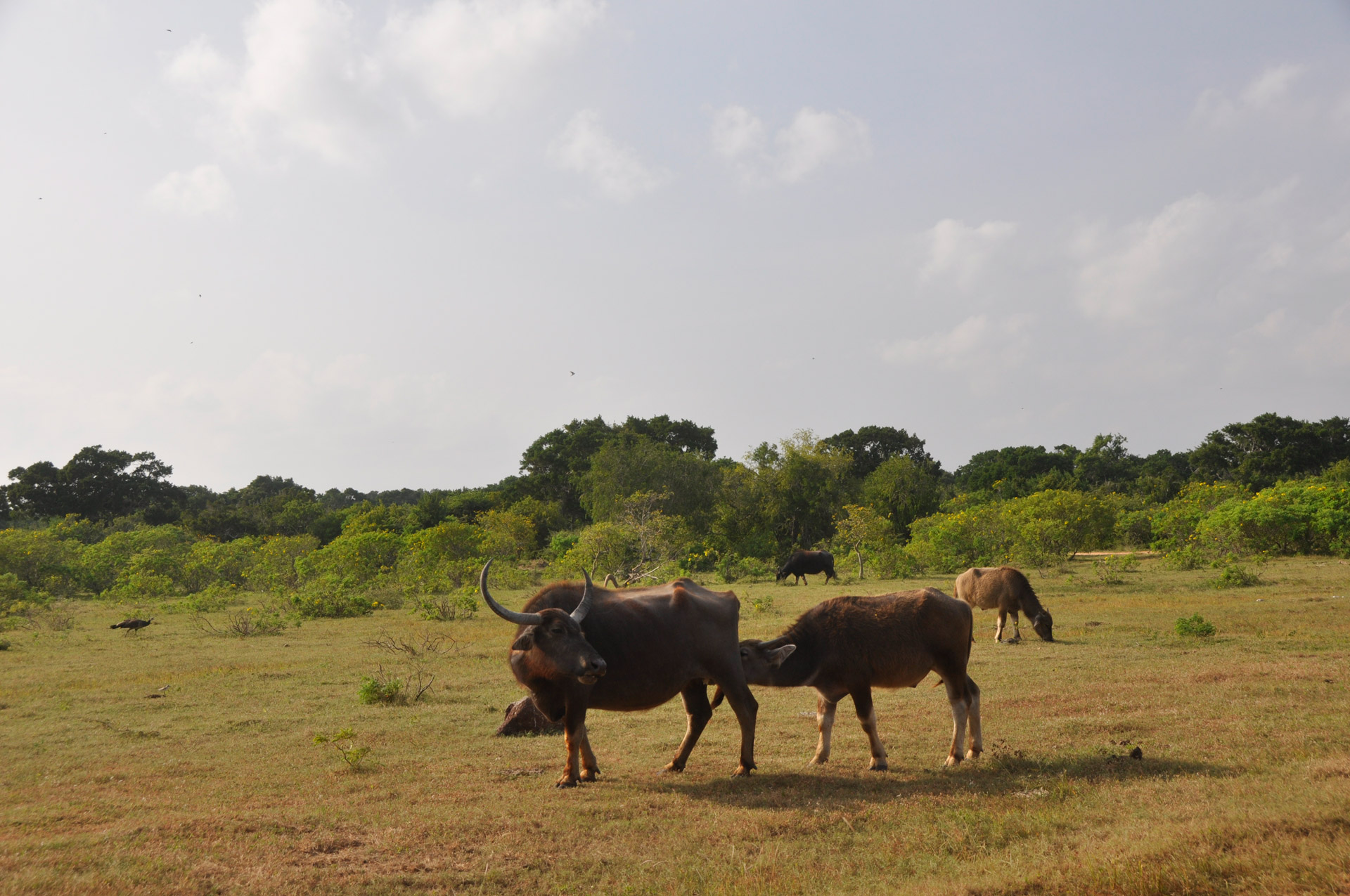 a buffalo calf is feeding in the pasture in Yala Park Reserve in Sri Lanka