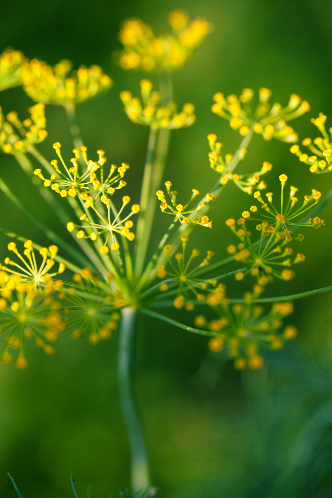 macro photo of a dill flower