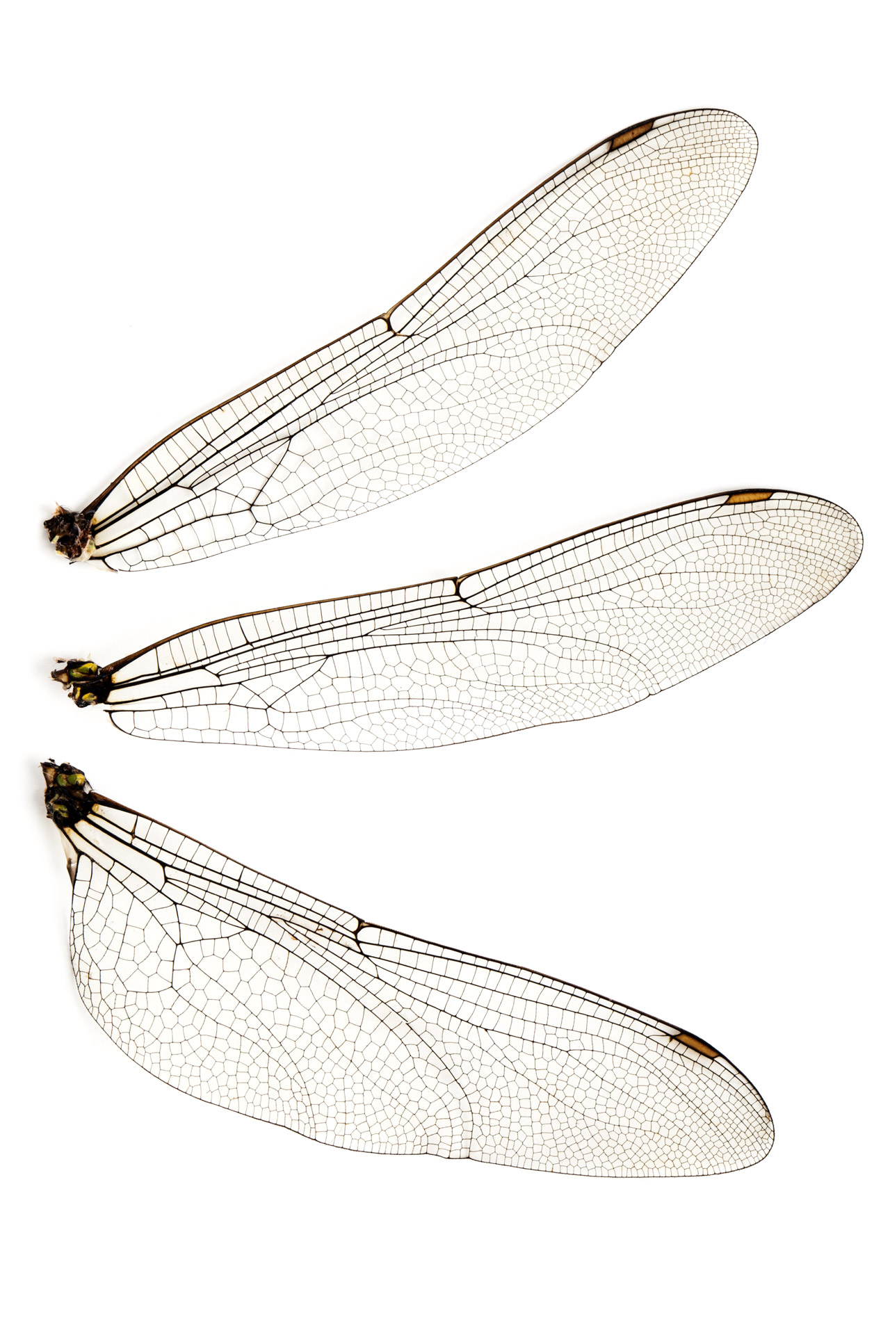 dry dragonfly wings isolated on white background. Ready for your photomontage projects