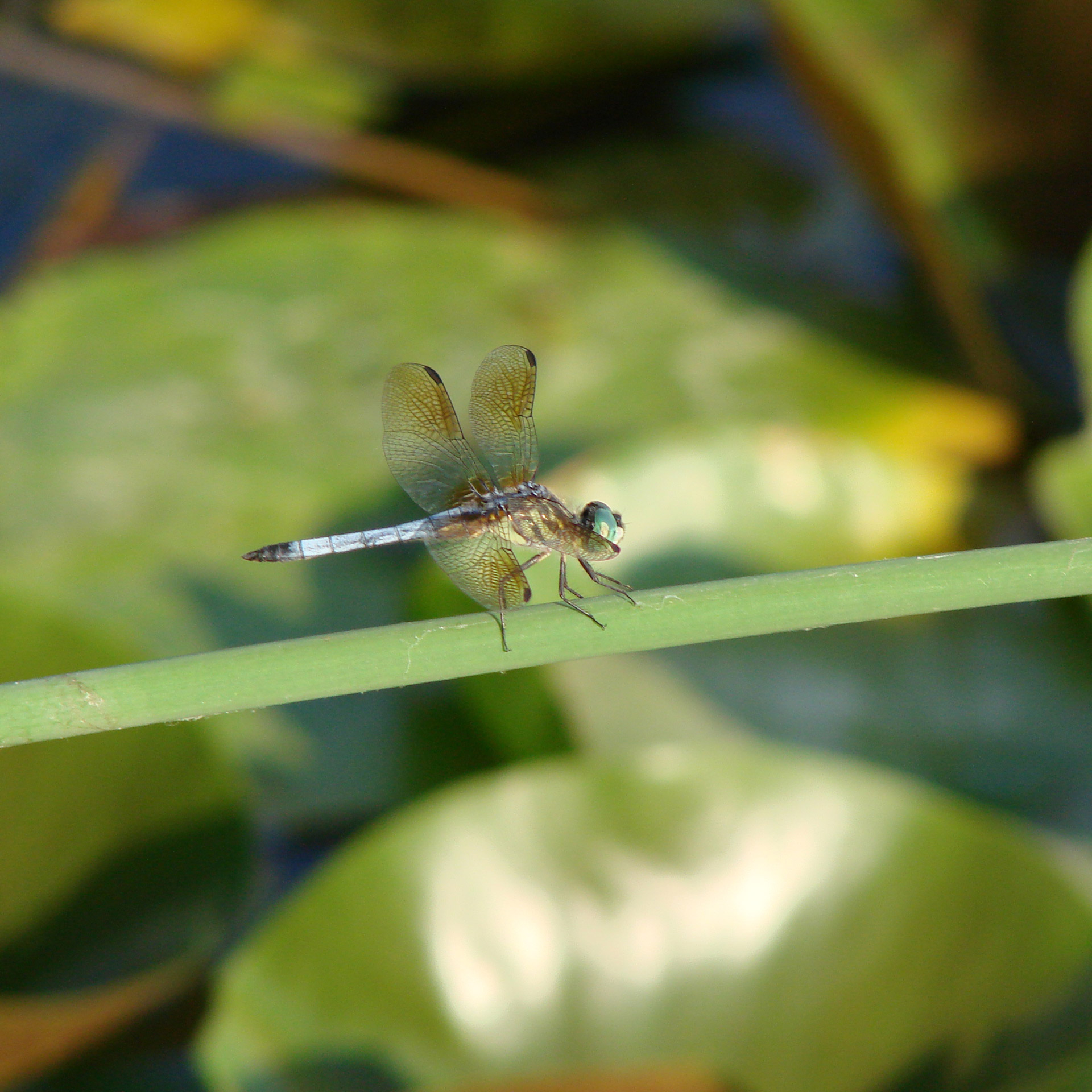 Dragons Can Fly Free Stock Photo - Public Domain Pictures