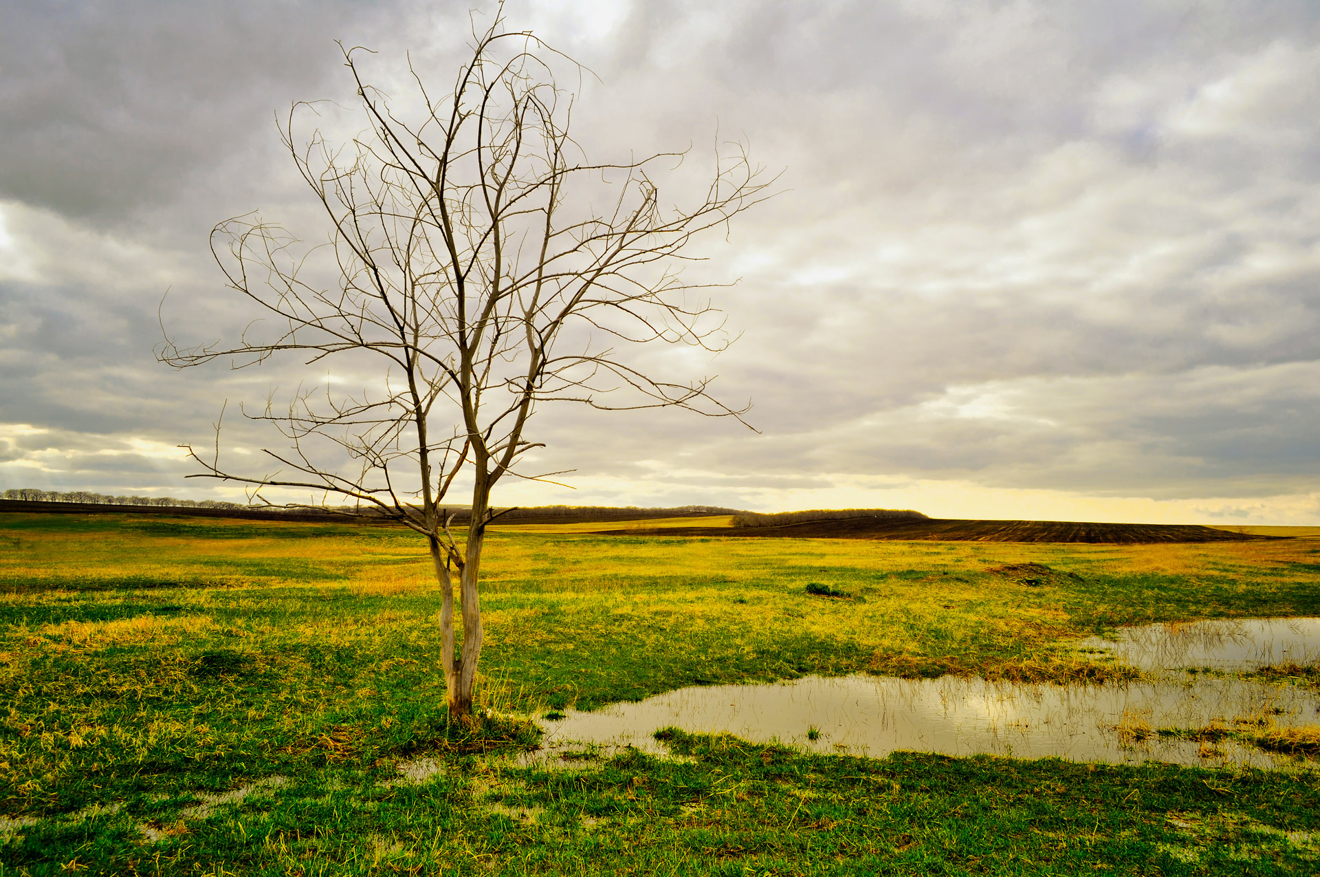 Lonely tree in field