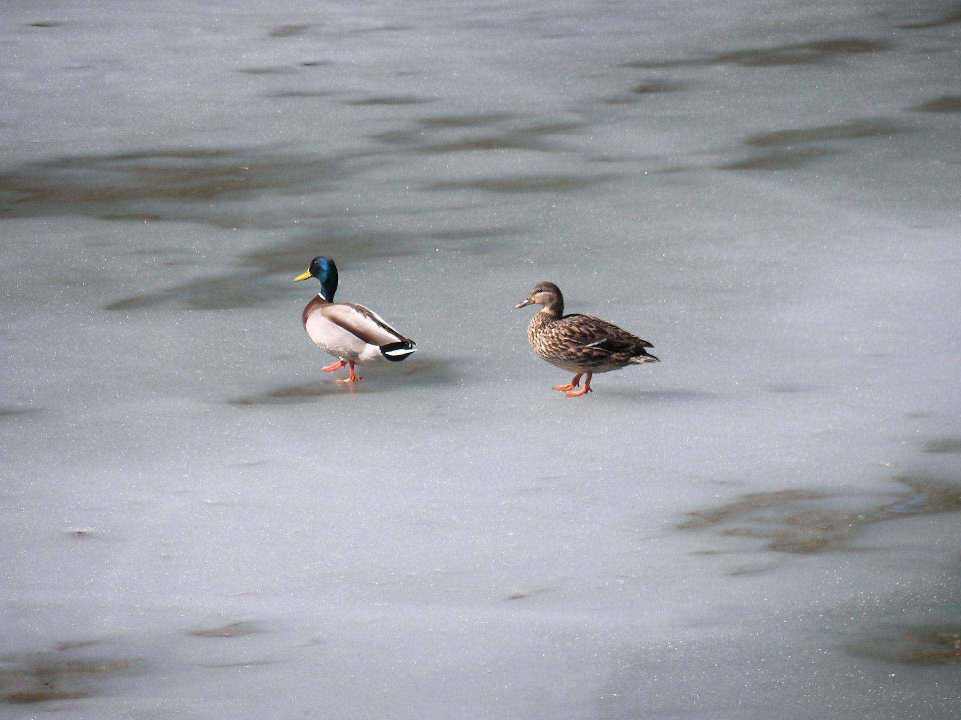 photo of ducks walking on ice