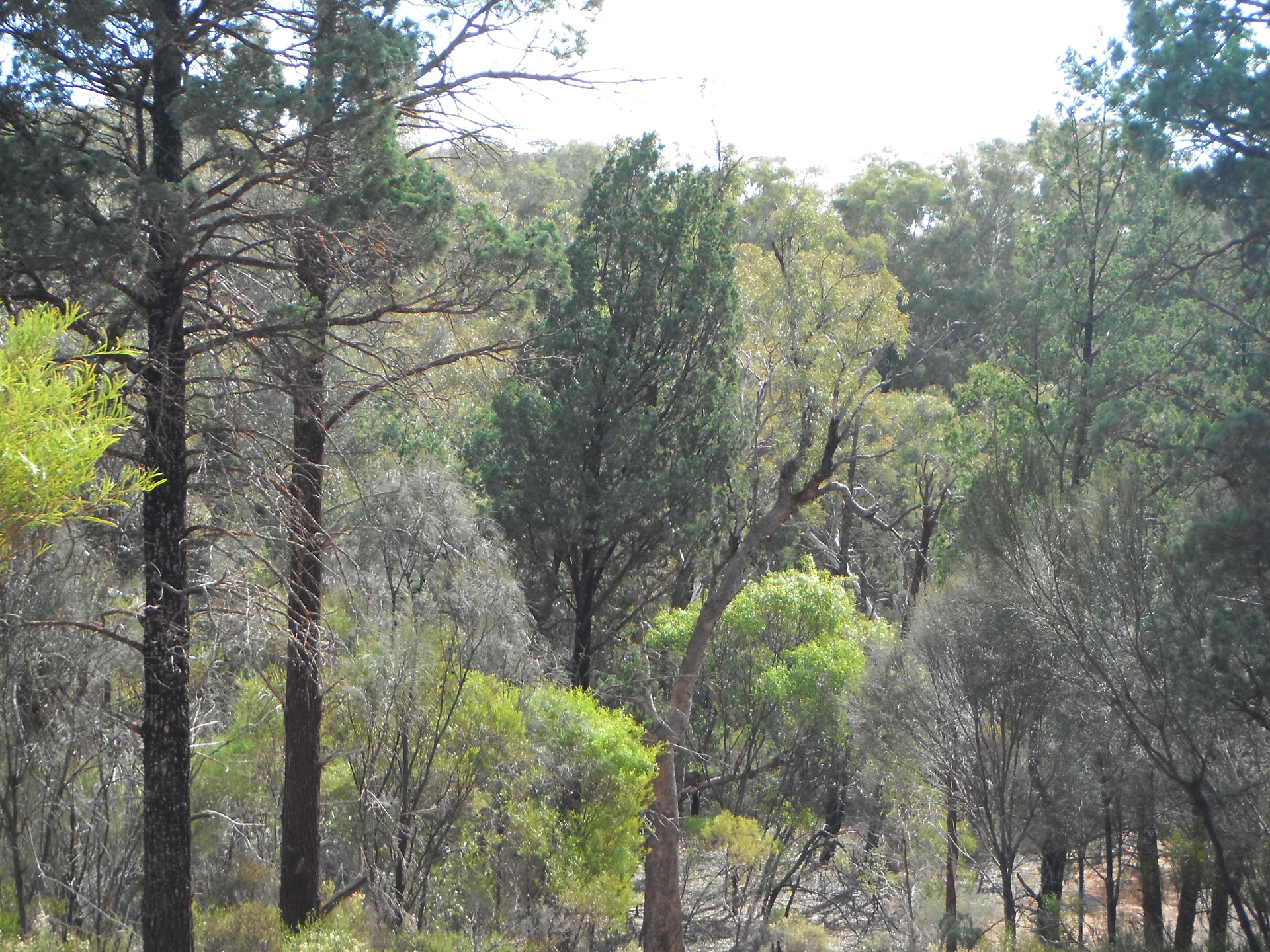 Flinder's Ranges South Australia.