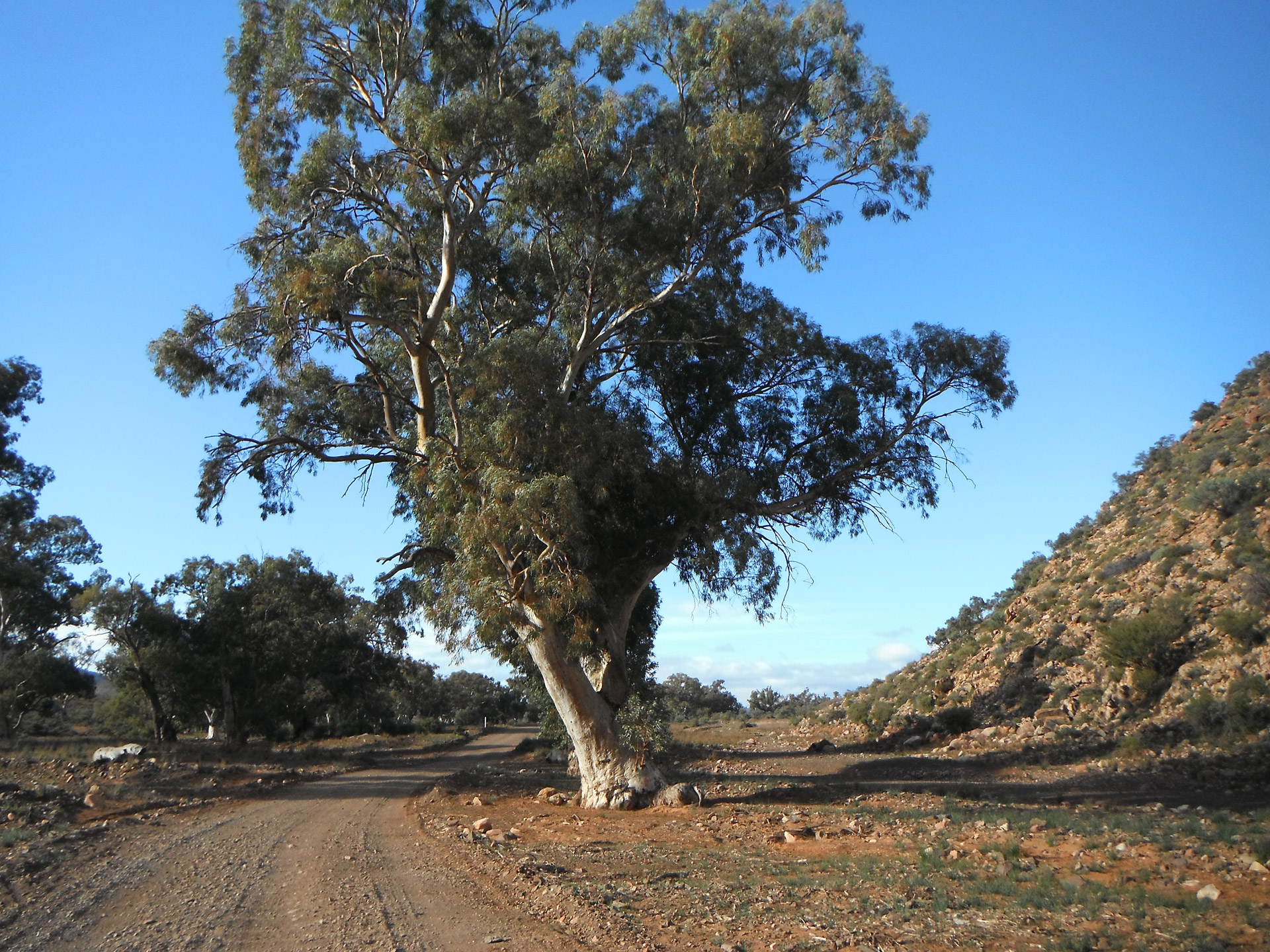 Flinder's Ranges South Australia.