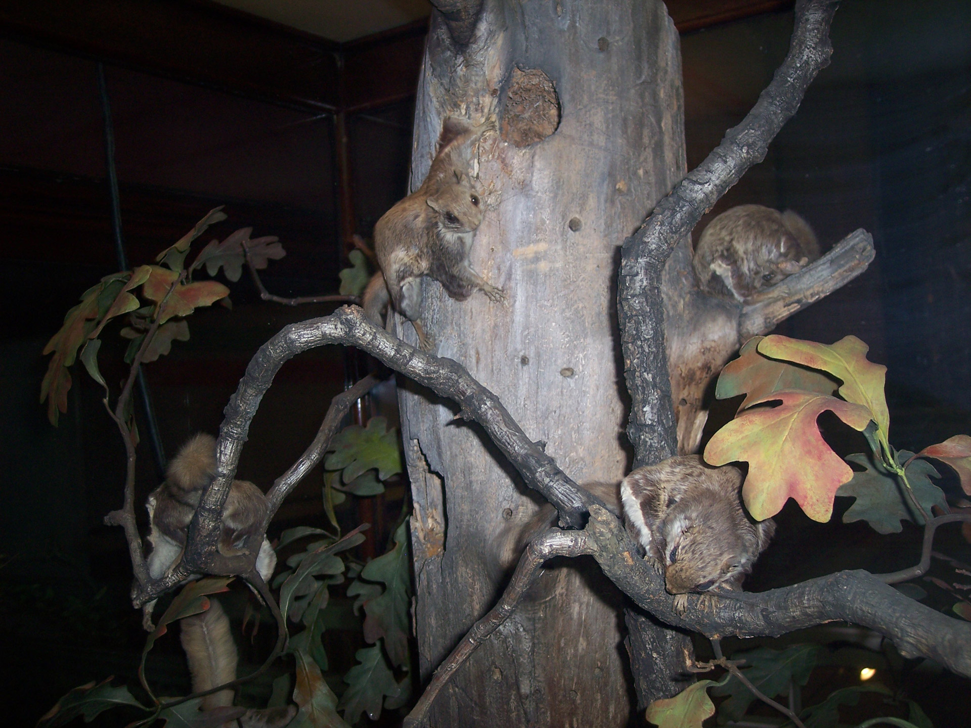 Stuffed flying squirrel display at Carnegie Museum in Pittsburgh