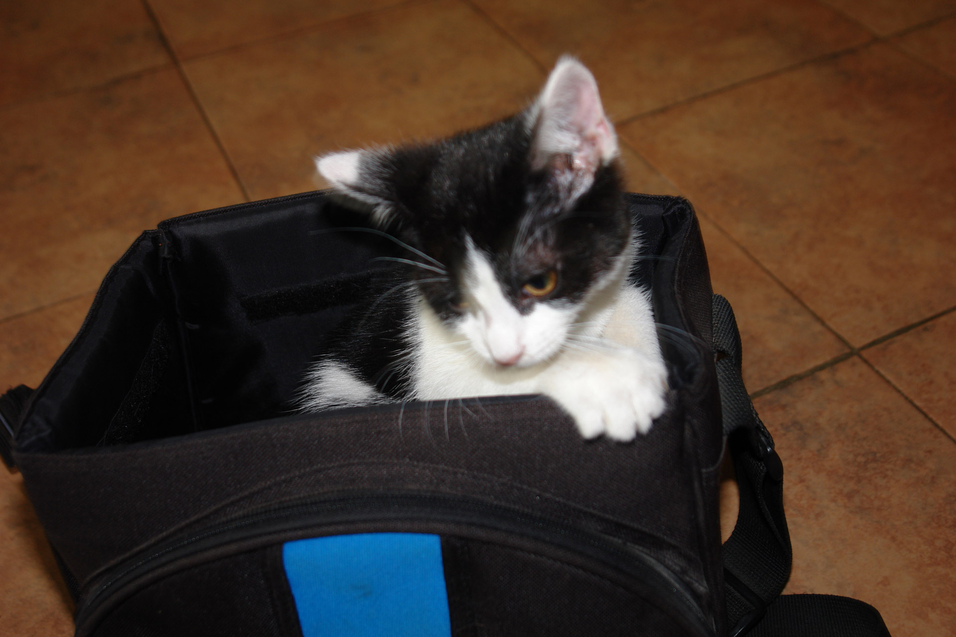 Kitten in camera bag