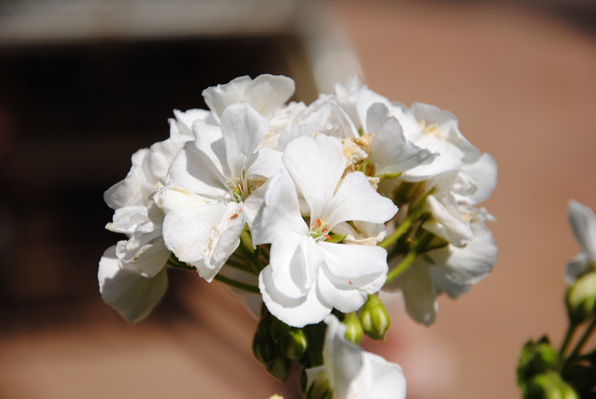 White geraniums