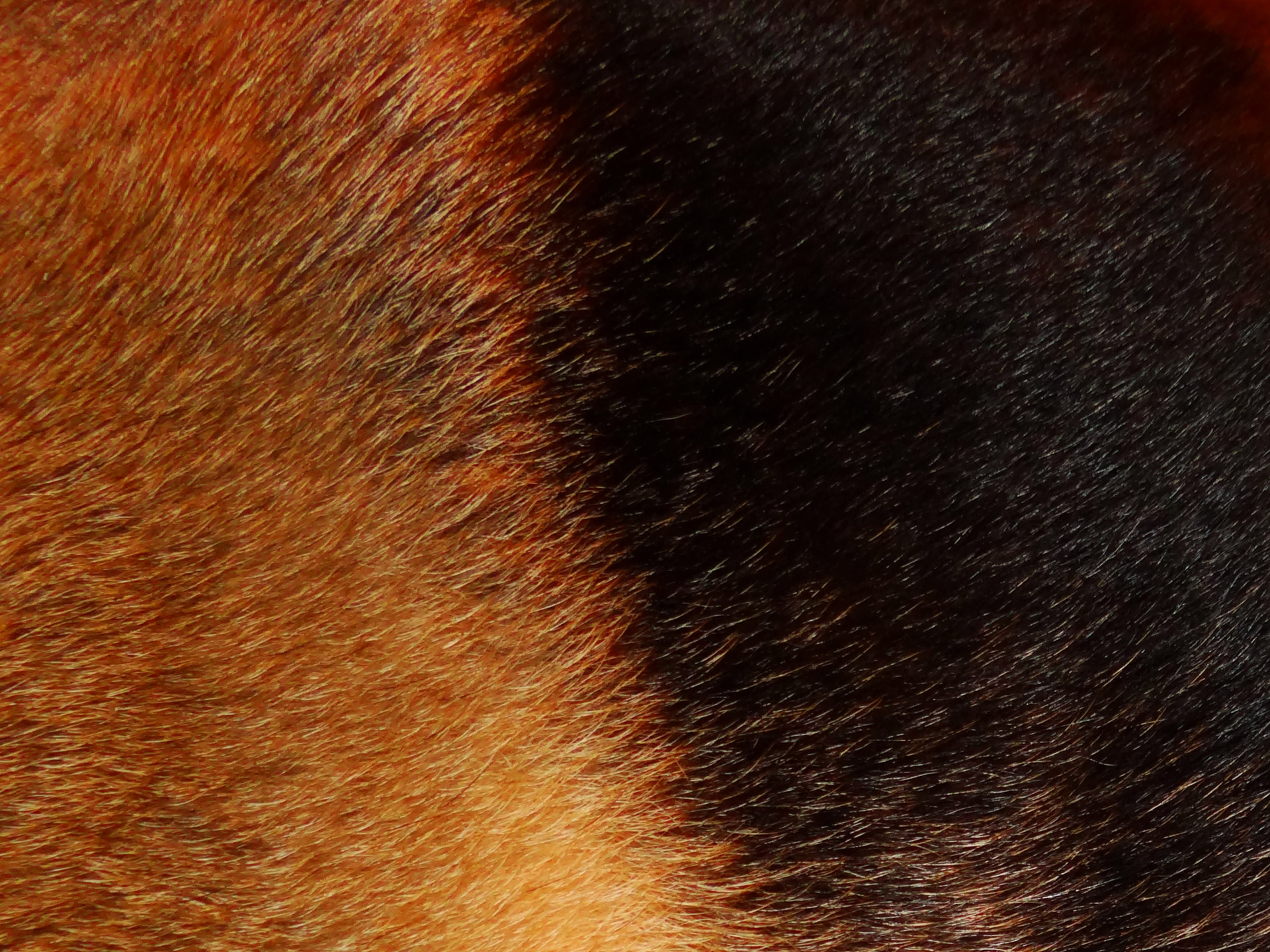 German Shepherd Fur 2 is n angle showing the dark and light fur on a German Shepherd.