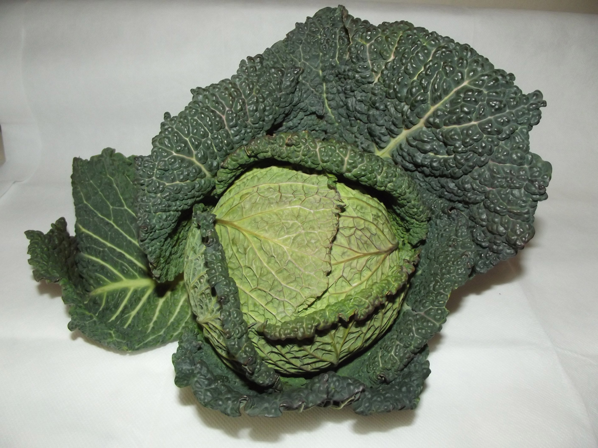 Green Leafy Cabbage