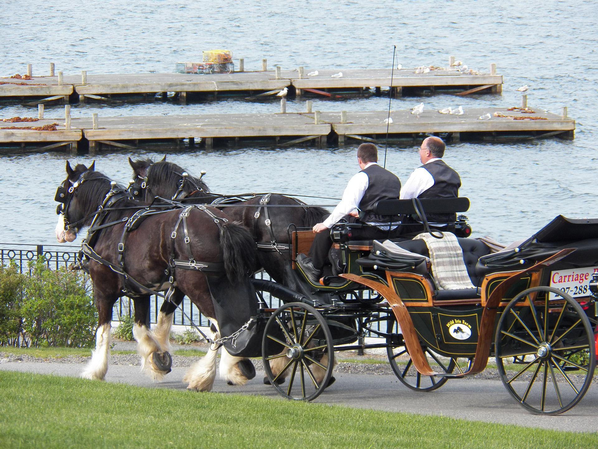 photo of a horse drawn carriage by the ocean