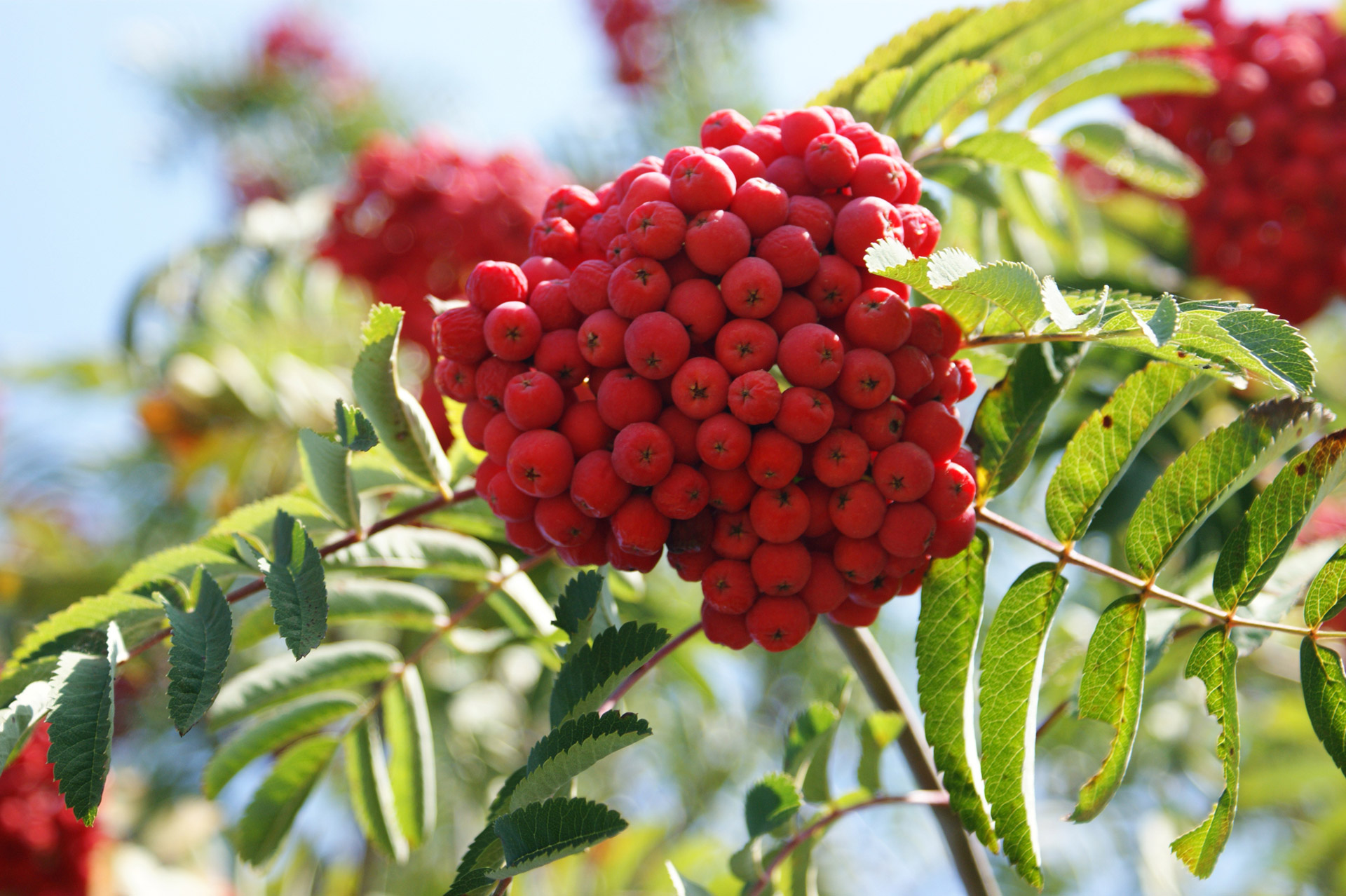 Rowan Berries Free Stock Photo - Public Domain Pictures