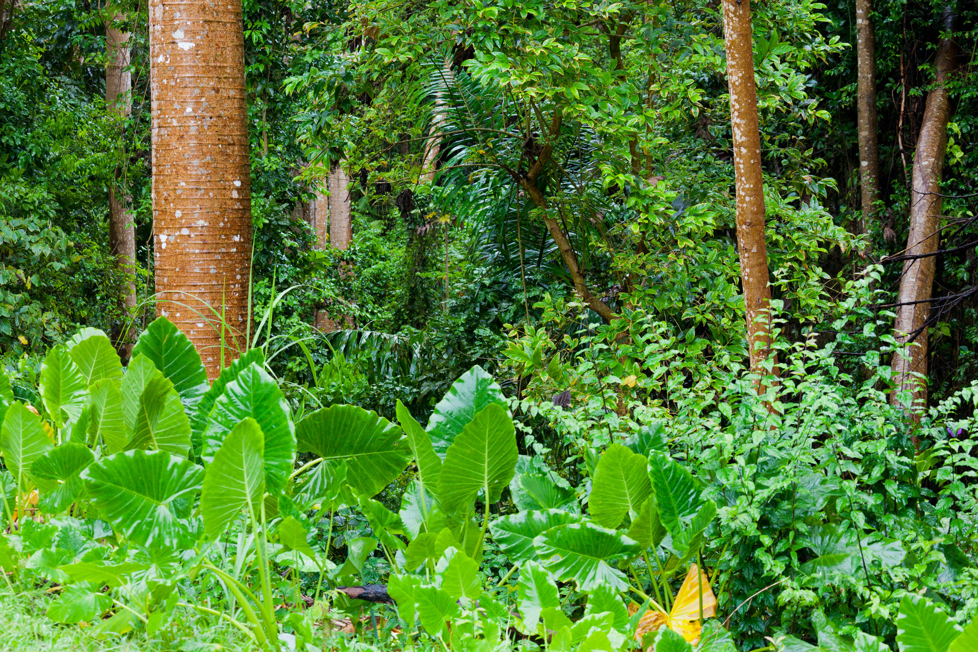 jungle vegetation on a rainy day