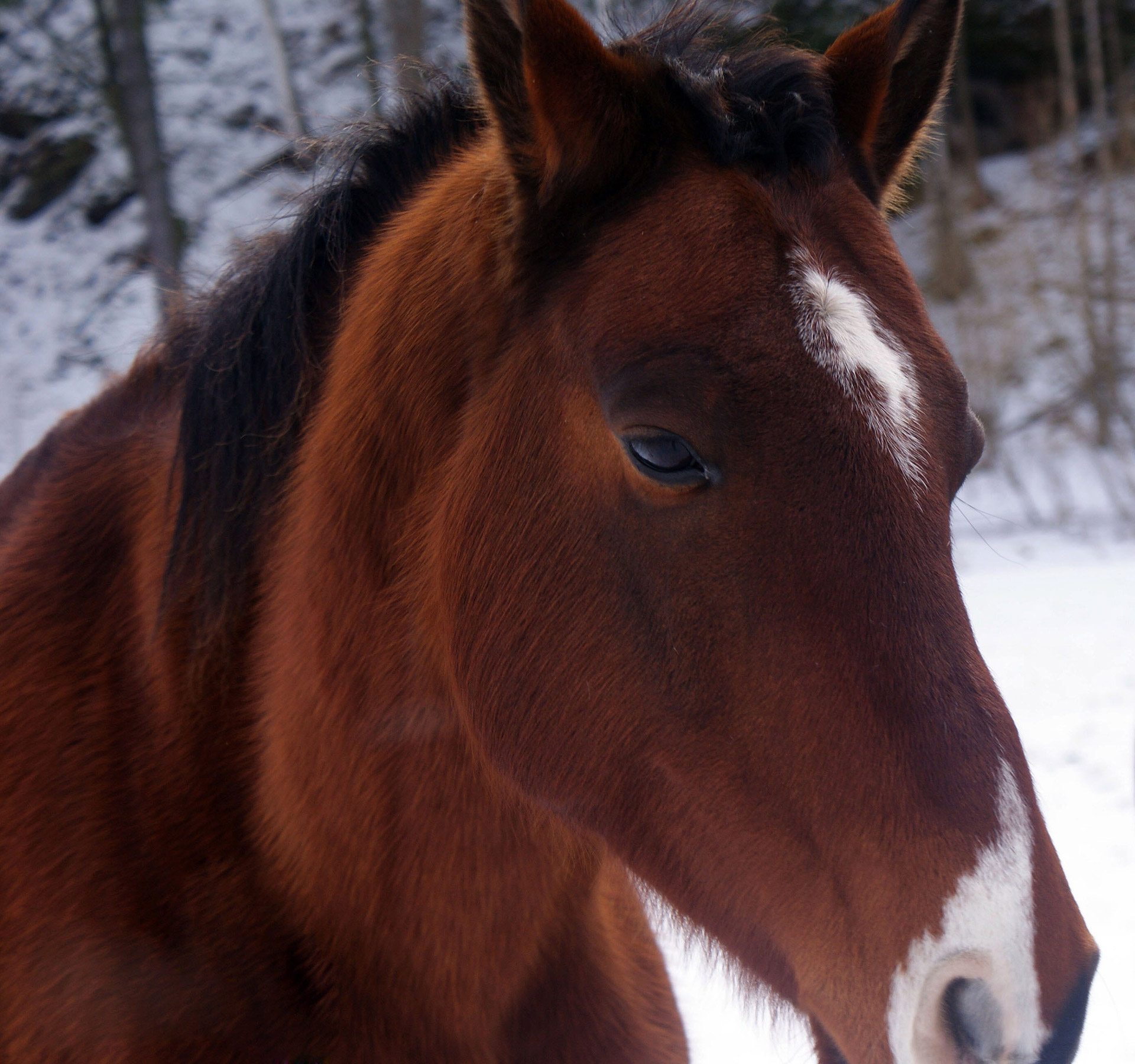 Horse In Winter - Detail