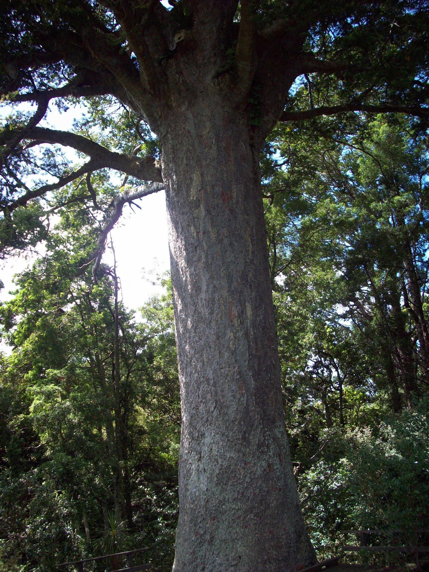 photo of large Kauri tree truck NZ