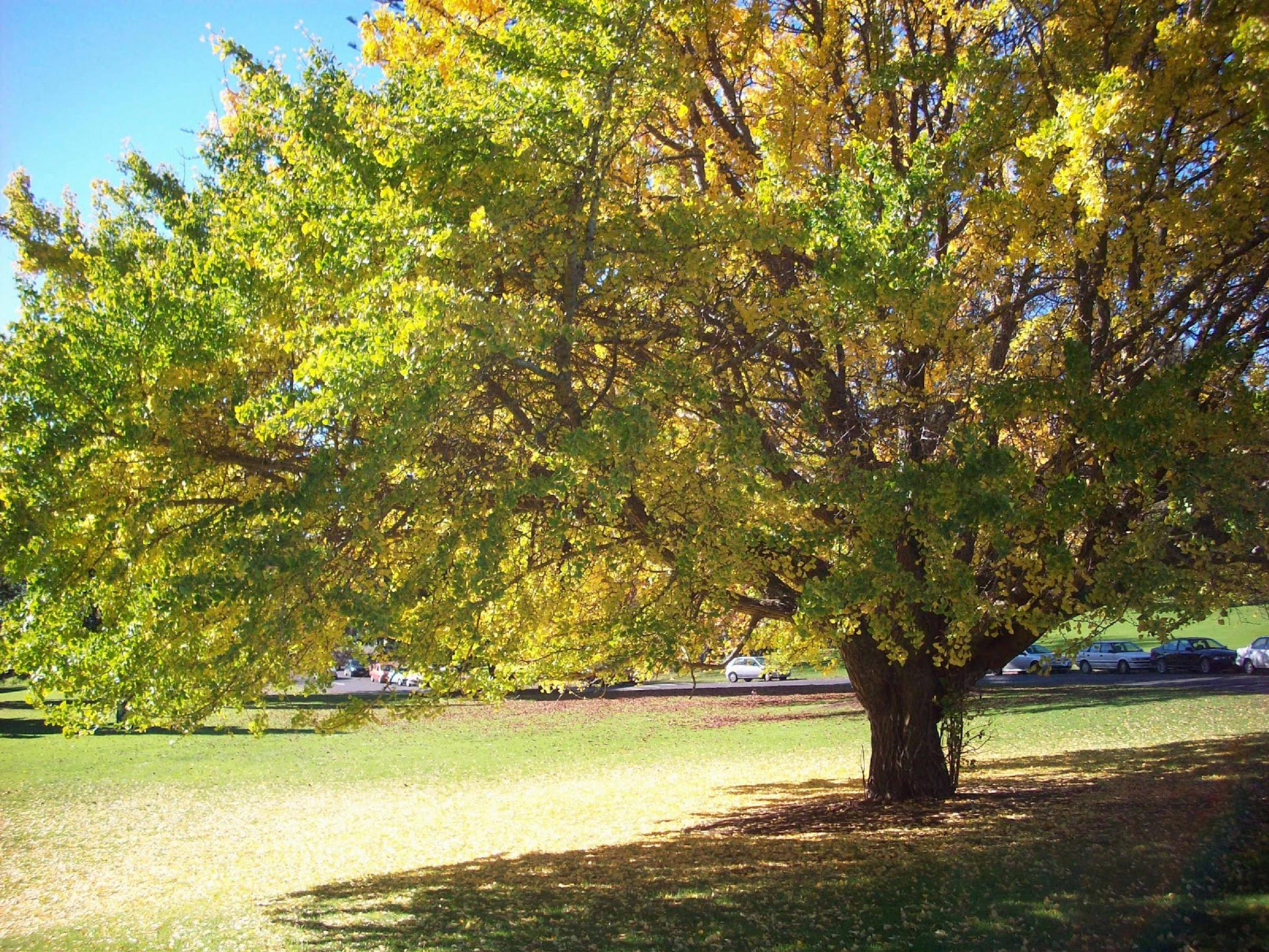 Big tree with autumn tonings offering shelter in the park