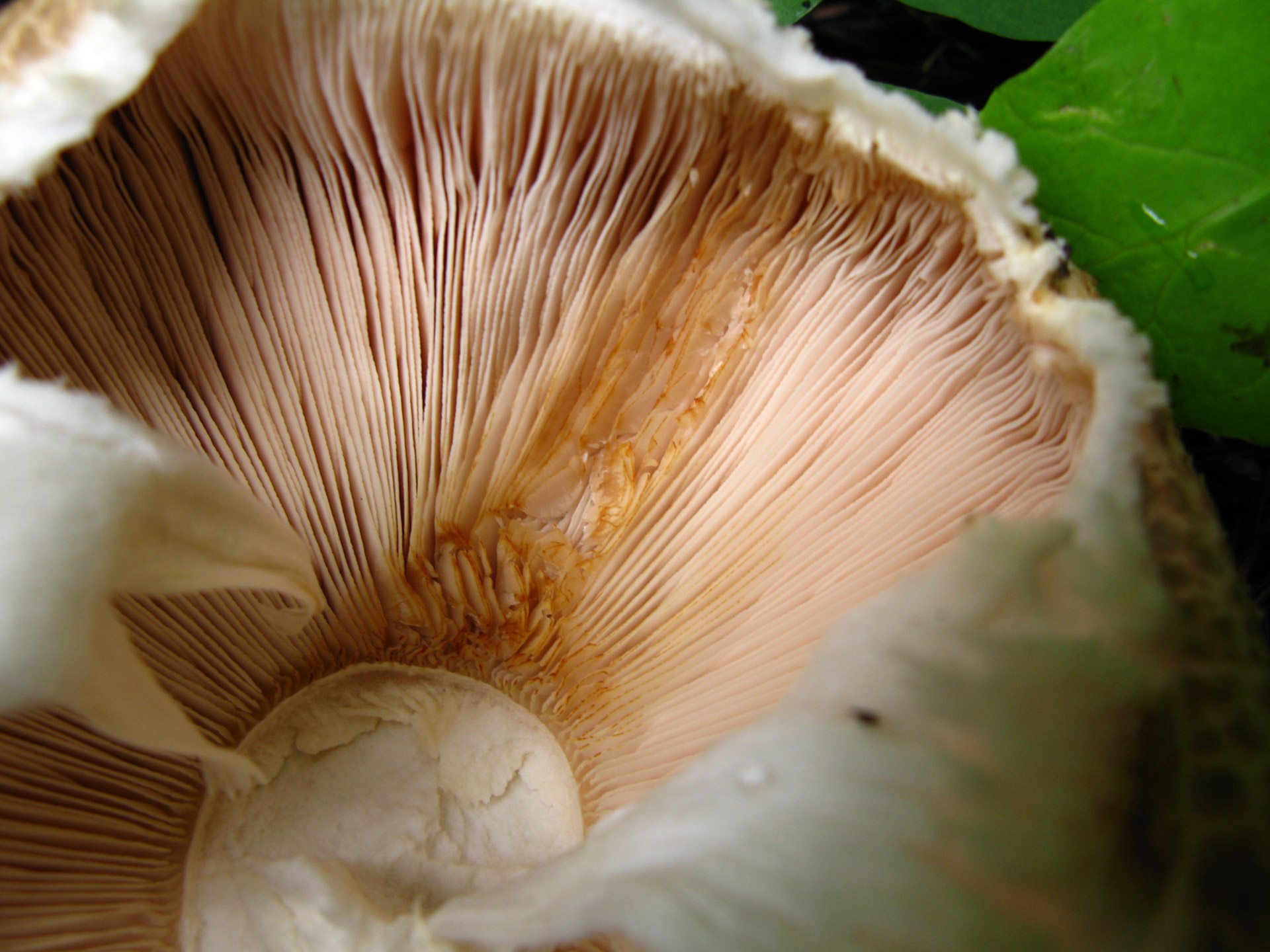 The underside of a mushroom