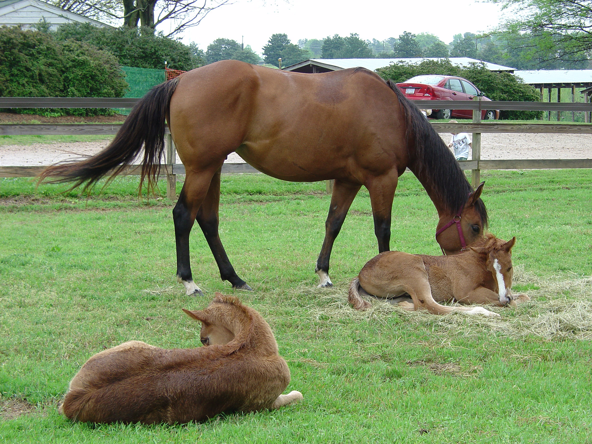 Mare And Foals