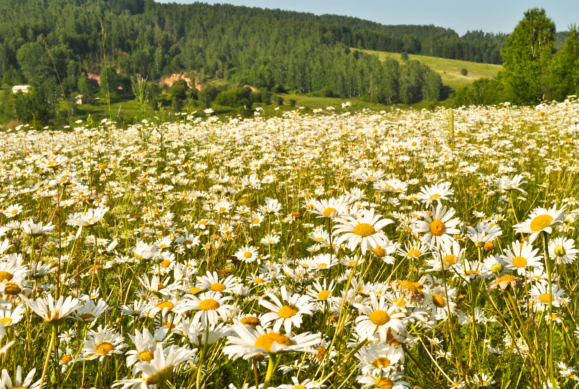 Meadow Of Daisies