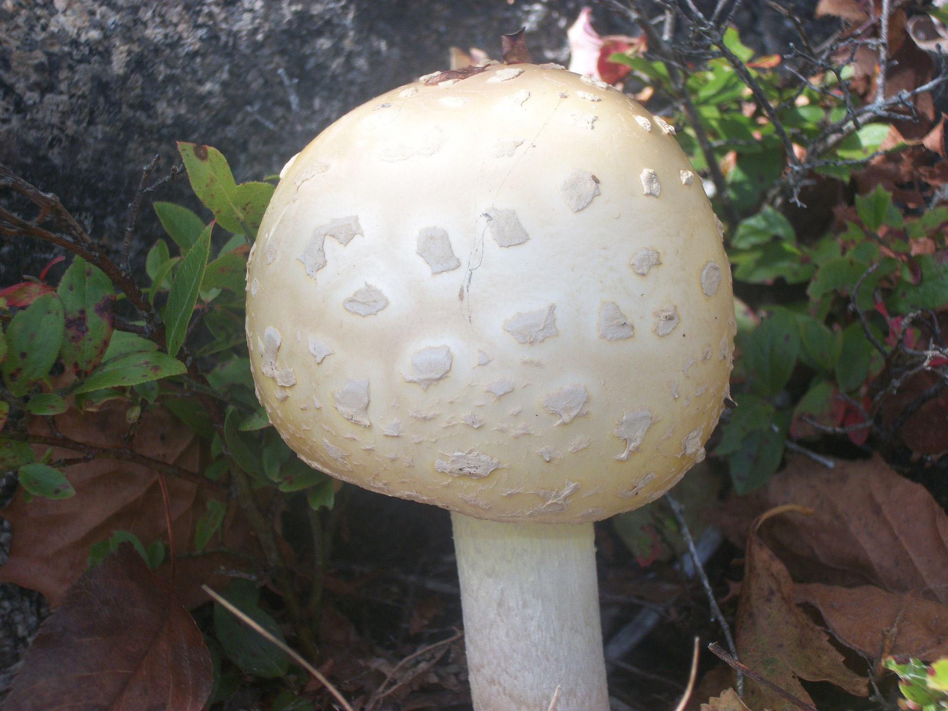 Mushroom Free Stock Photo - Public Domain Pictures