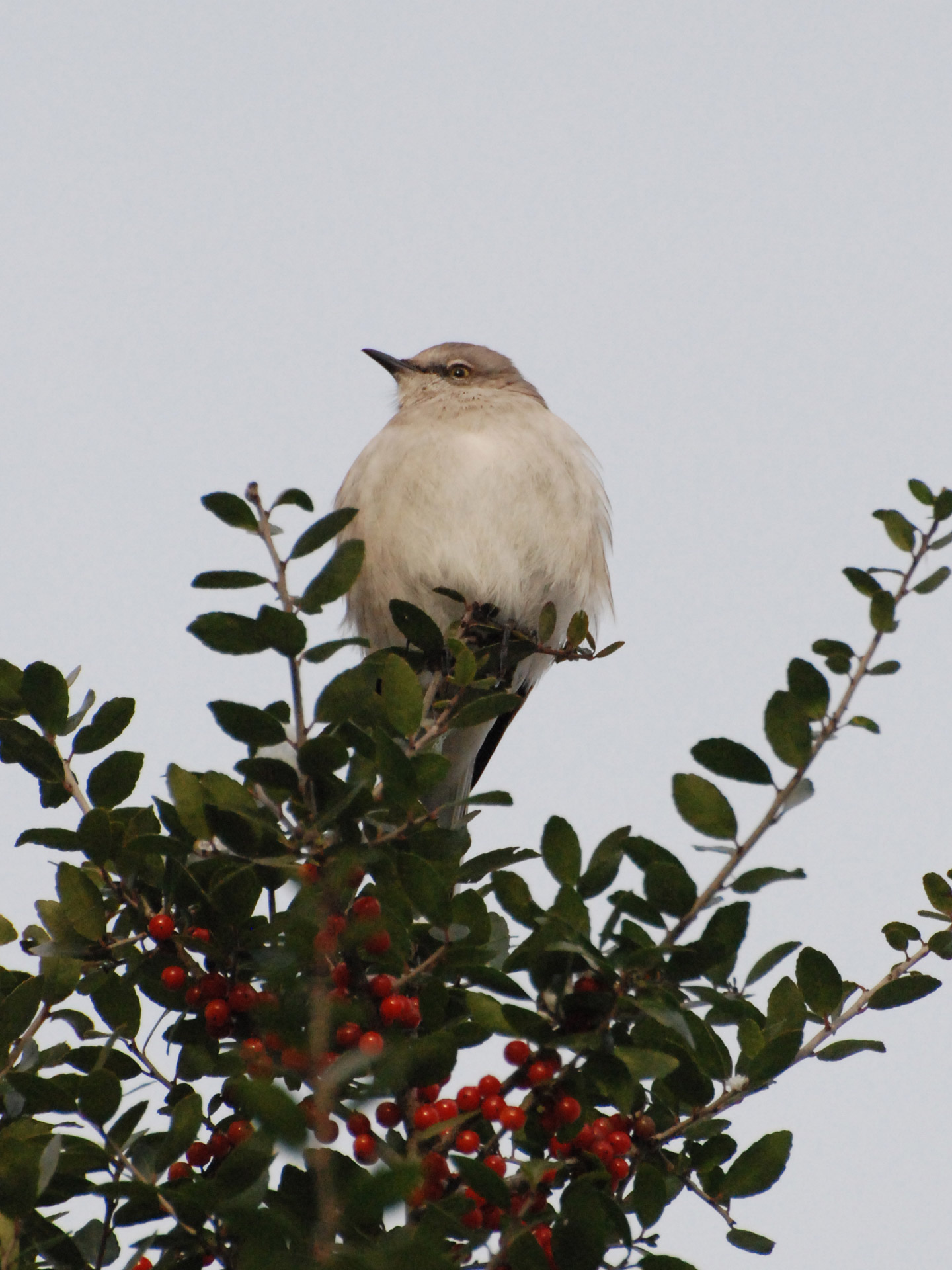 A Northern Mockingbird perches on top of a bush.