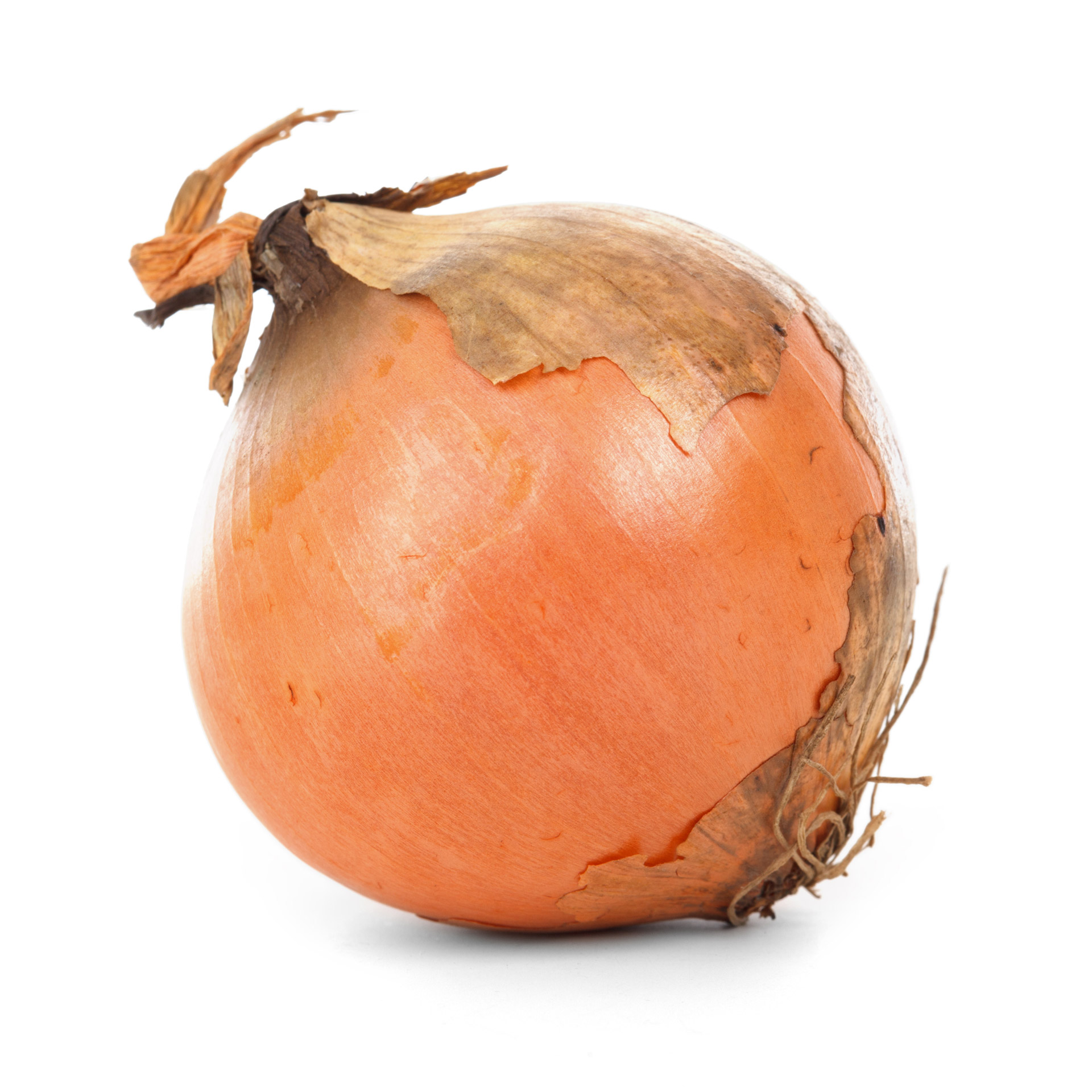 Onion Isolated