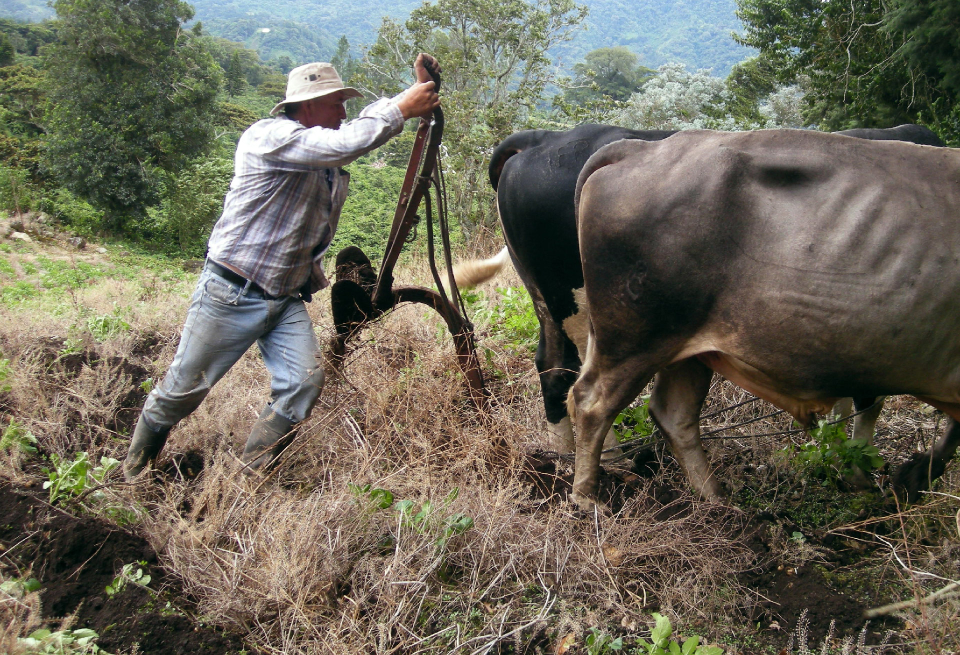 Plowing with Oxen in Panama